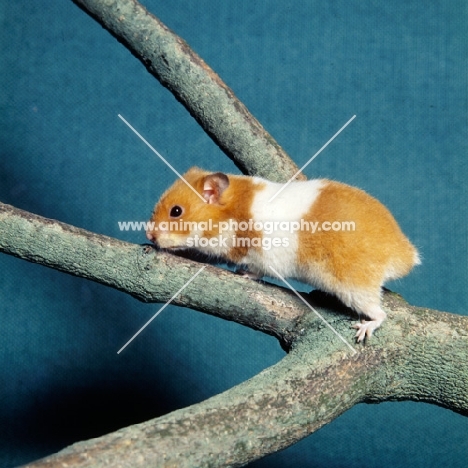 cinnamon banded hamster on a branch