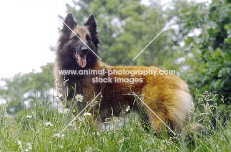 Belgian Sheepdog - Tervueren