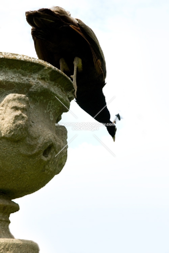 inquisitive peacock looking down from a pot