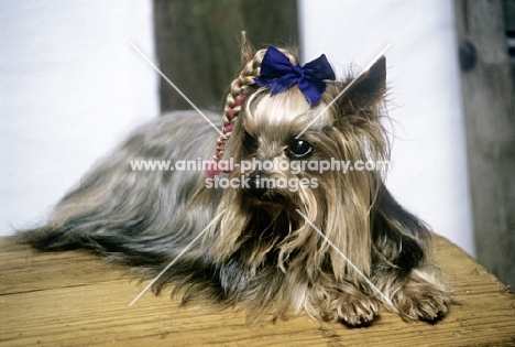 elderly yorkshire terrier with plaited topknot