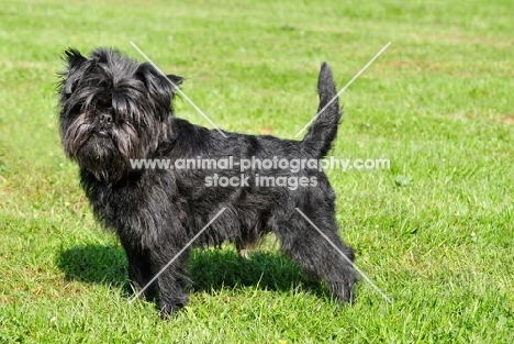 Affenpinscher side view