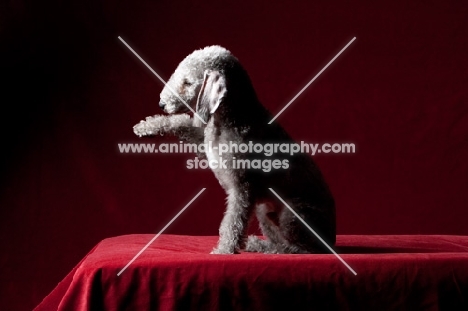 Bedlington Terrier with raised paw