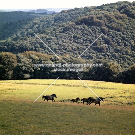 group of Exmoors running on Exmoor