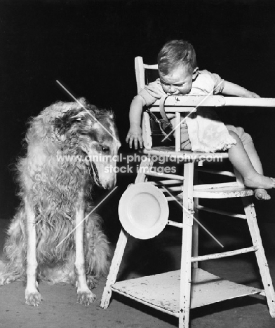 Large dog and baby boy looking at empty plate as it falls to the ground from high chair