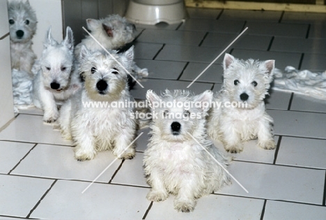 group of west highland white terrier puppies indoors 