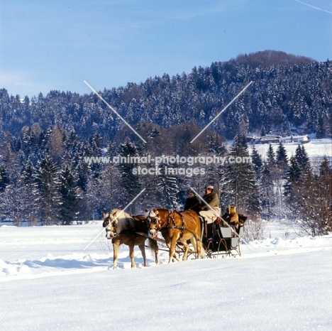 two Haflingers drawing a sleigh in snow at Ebbs Austria