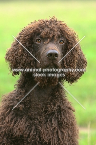 Irish Water Spaniel head study