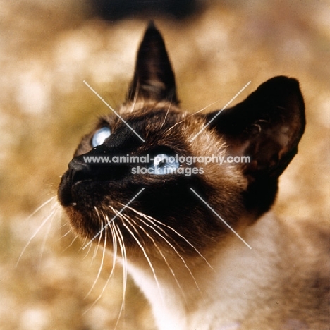 seal point siamese cat, head study