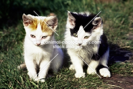 two small farm kittens