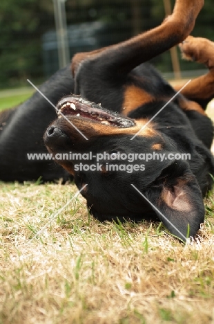 Rottweiler lying on back