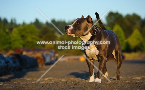 American Staffordshire Terrier