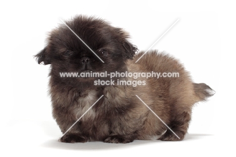 Pekingese puppy in studio