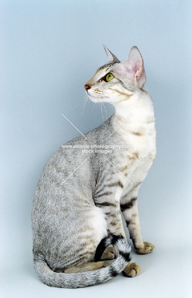 shaded black silver Oriental Shorthair, sitting down