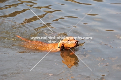 Vizsla swimming