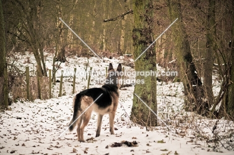 Alsatian in winter