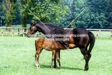 thoroughbred foal drinking milk