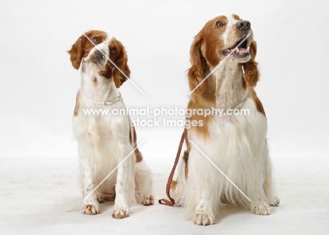 two Welsh Springer Spaniels