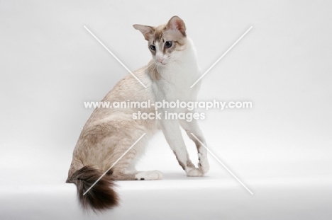 Balinese in studio, Seal Lynx Point, looking down