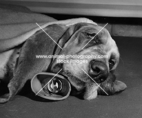 Basset Hound lying on hot water bottle