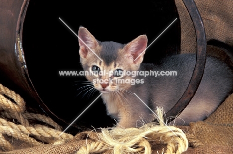 fawn abyssinian kitten near a bucket