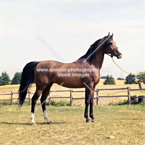 Shagya Arab stallion owned by ulla nyegaard