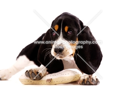 Basset Hound cross Spaniel puppy lying down isolated on a white background with a toy bone