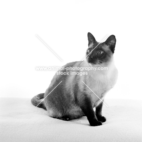 seal point siamese cat sitting down in studio