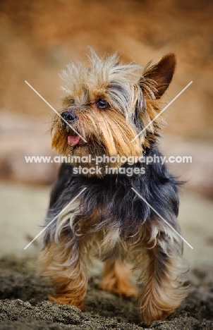 Yorkshire Terrier, front view