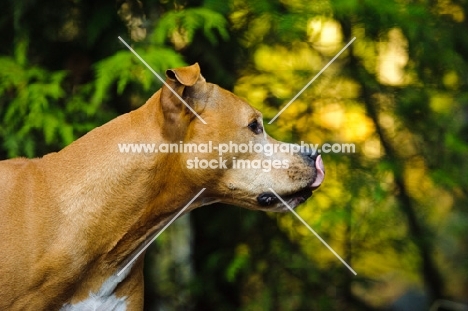 American Pit Bull Terrier profile, licking lips