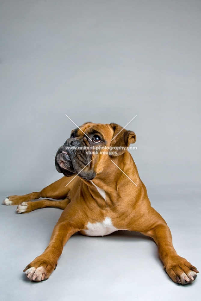 Boxer lying down looking up