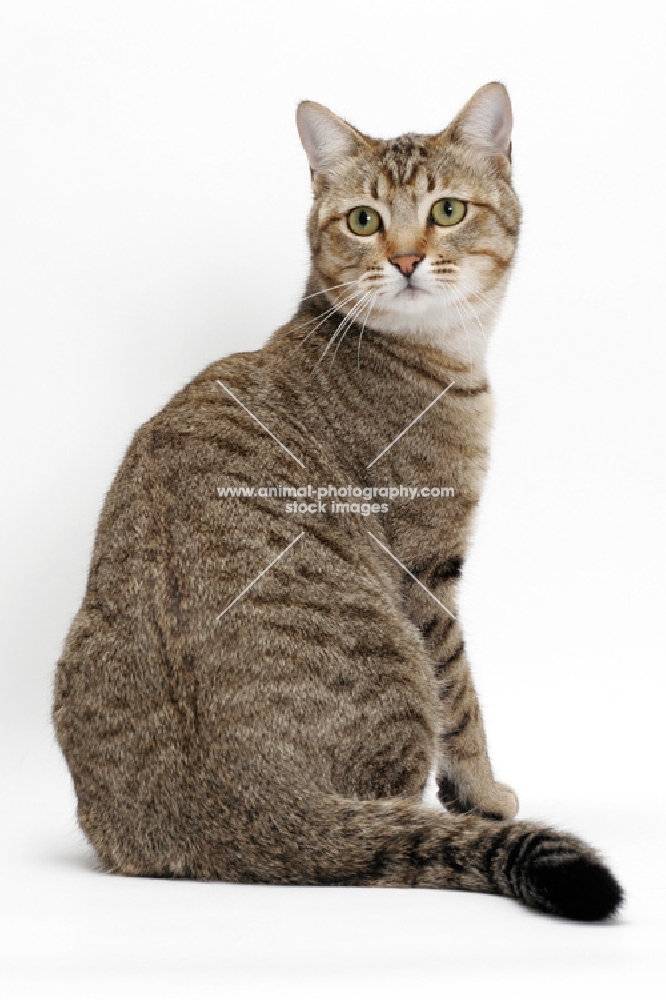 Brown Mackerel Tabby Cat, back view