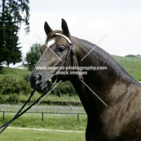 wurttemberger stallion at marbach stud, germany
