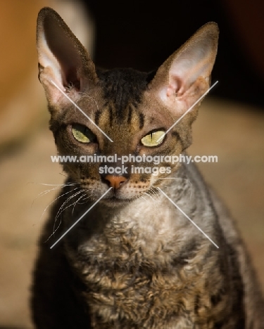 Cornish Rex looking at camera