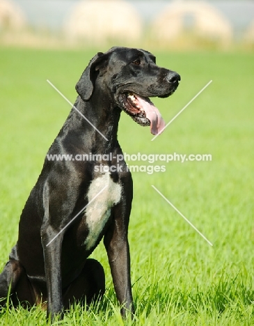 black and white Great Dane