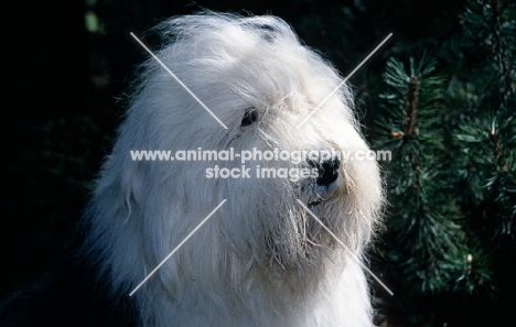old english sheepdog,  galumphing tails i win for tailormade (ahab),  portrait