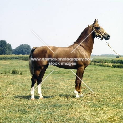 Satelliet or Theolog, Gelderland stallion in Holland