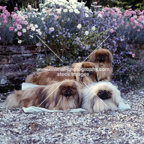 bottom left int ch copplestone pu-zin, bottom right int ch copplestone pu-zee, 
top left ch copplestone pu-zina, top right ch copplestone phudie-puff, four pekingese dogs