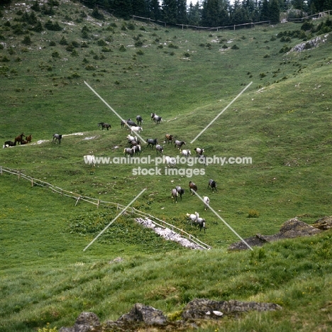 Lipizzaners streaming across hillside on their summer pasture at stubalm, piber