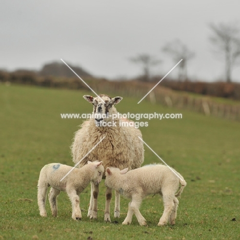 mule and her two lambs on grass