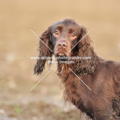 working type cocker spaniel out on a shoot