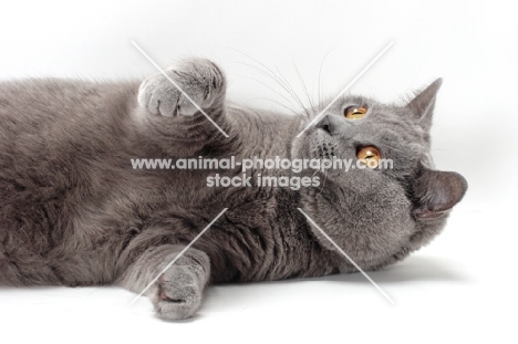 Chartreux cat lying down, looking playful