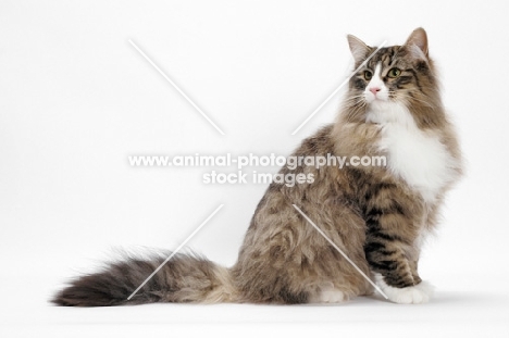 Brown Mackerel Tabby & White Norwegian Forest Cat on white background, sitting down