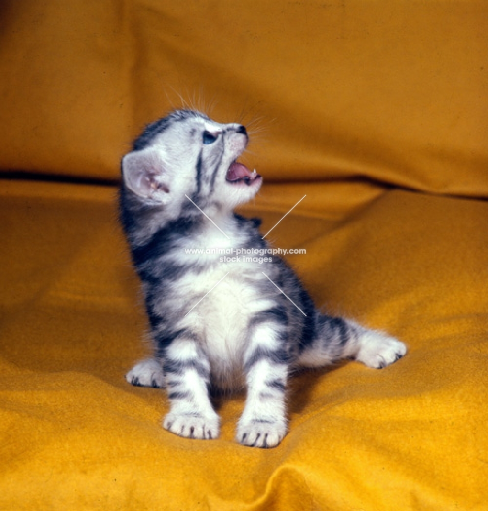 silver tabby kitten crying