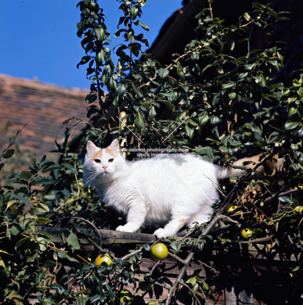ch van alanya, turkish van cat up a tree
