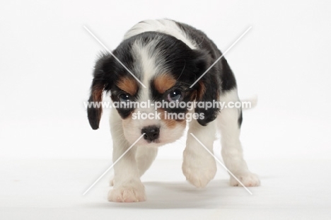 tri coloured Cavalier King Charles Spaniel puppy on white background