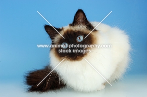 curious seal pointed Birman cat on pastel background