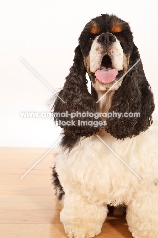 American Cocker Spaniel