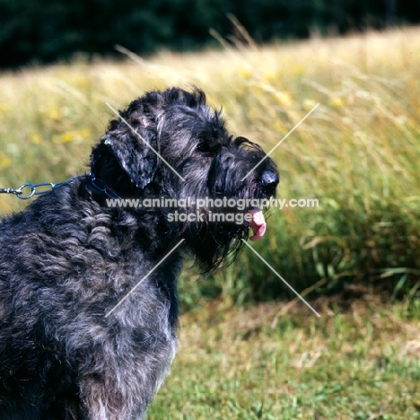 bouvier des flandres side view portrait