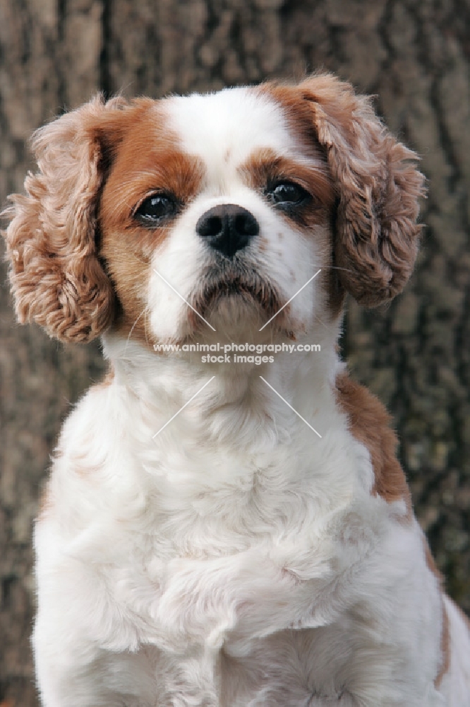 cavalier king charles spaniel sitting in front of tree