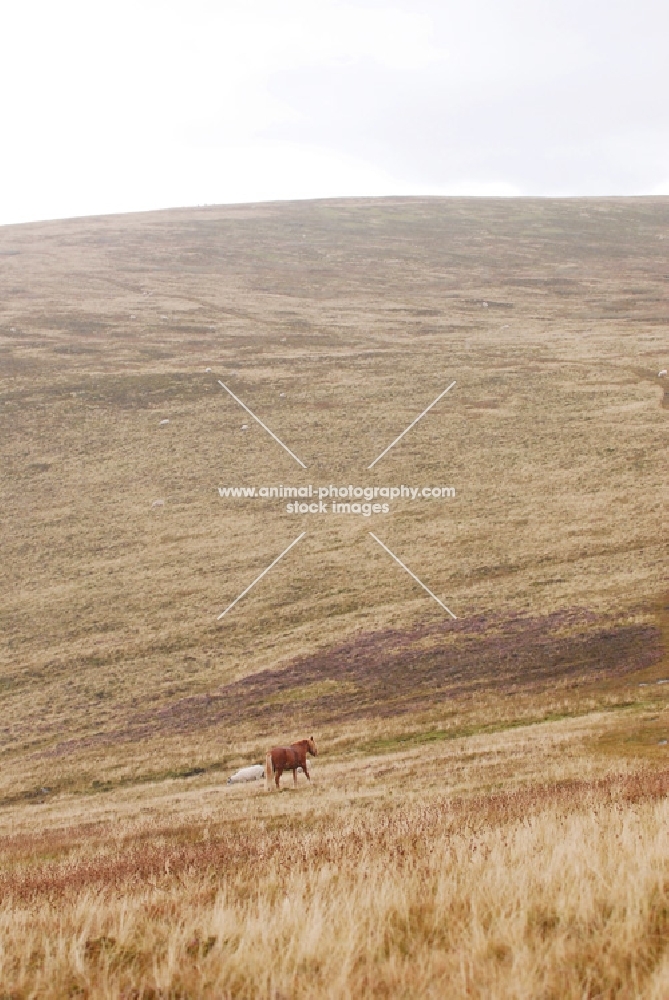 distant welsh mountain pony in Llanllechid Mountains, Wales